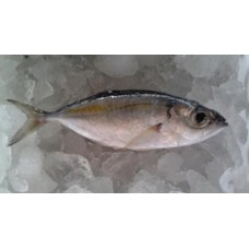 Frozen Big Eyes Scad Whole Round