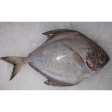 Frozen Black Pomfret Whole Round